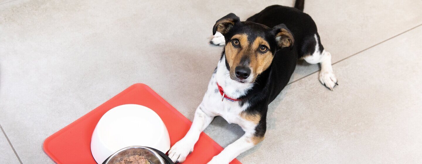 Welke voeding en hoeveel mag een puppy eten? Purina